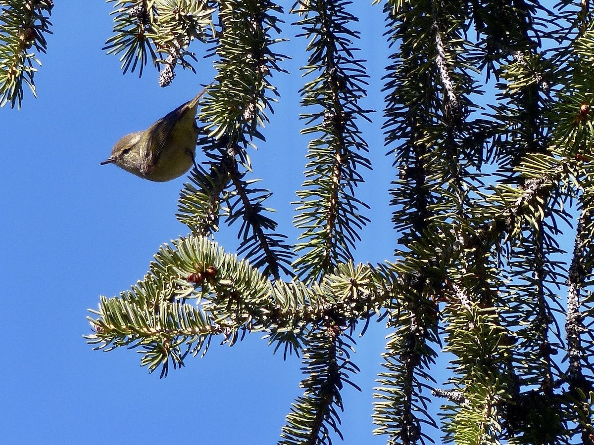 Hume's Warbler - ML620721598