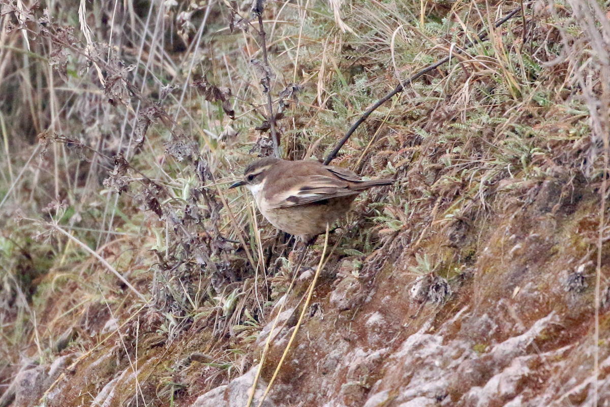 Cream-winged Cinclodes - ML620721599