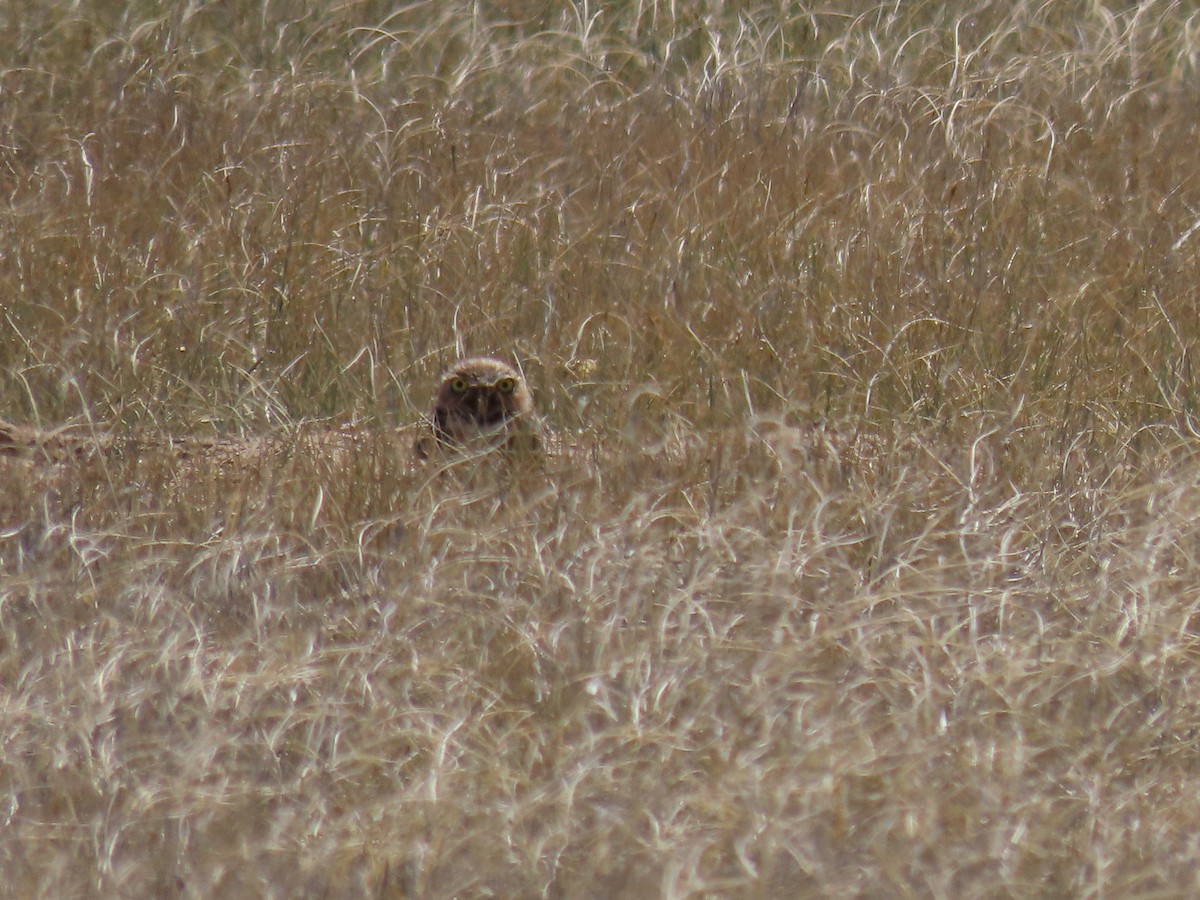 Burrowing Owl - ML620721600