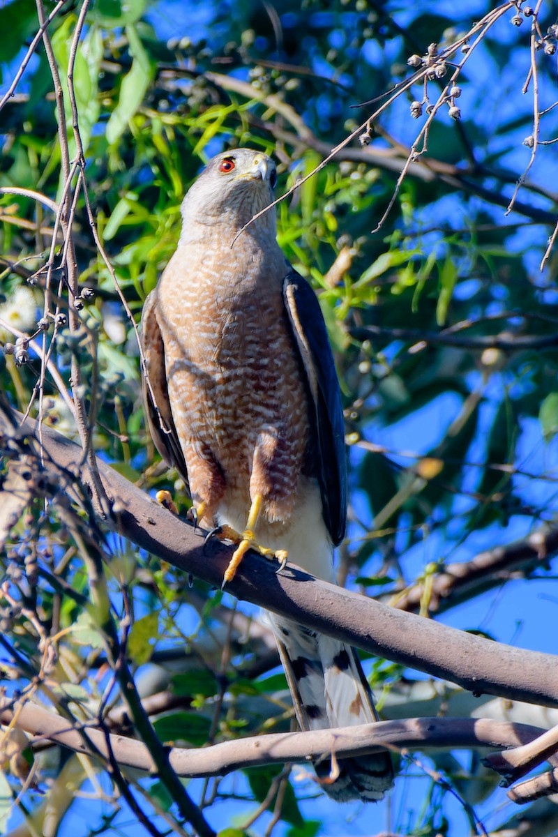 Cooper's Hawk - ML620721605