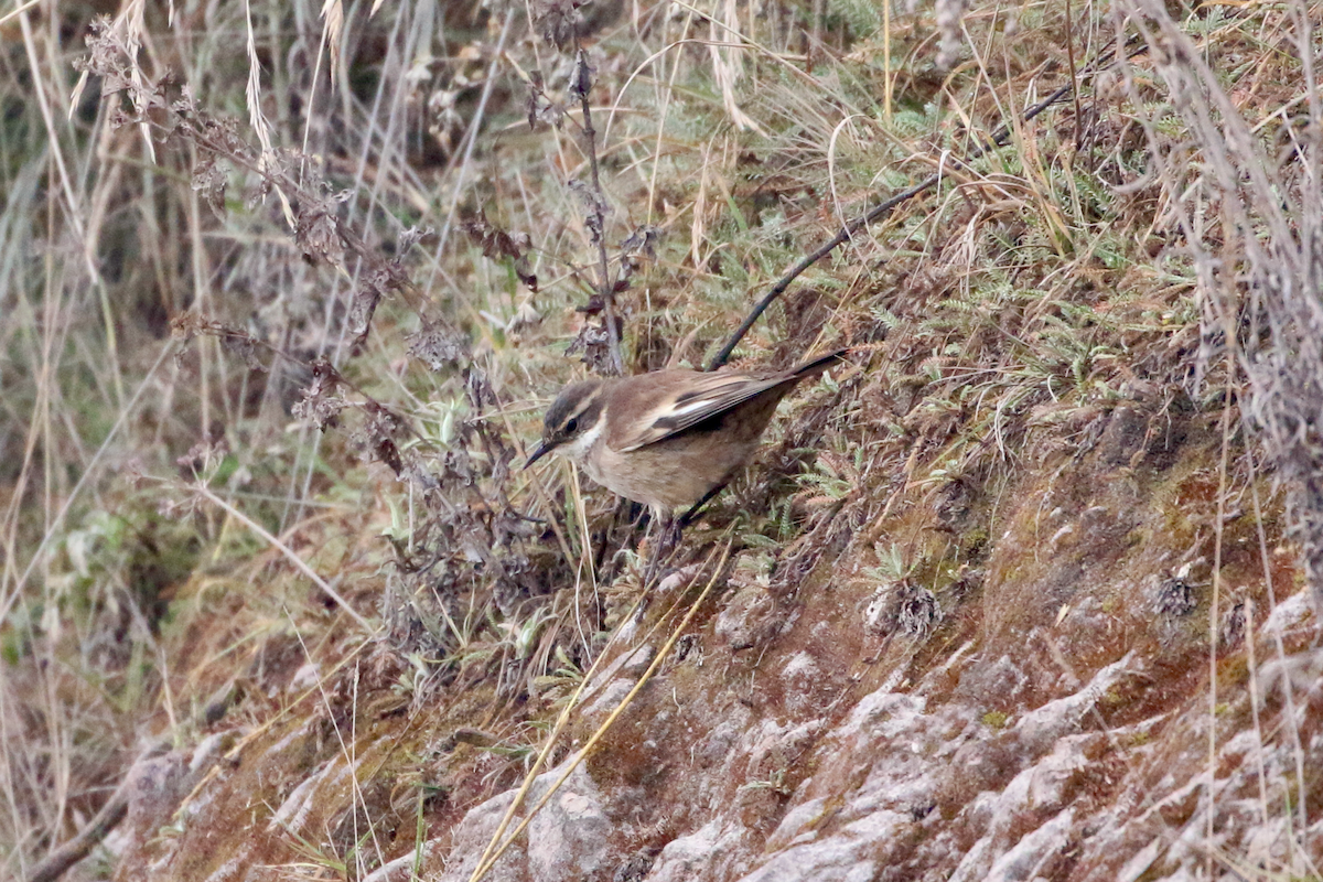 Cream-winged Cinclodes - ML620721608