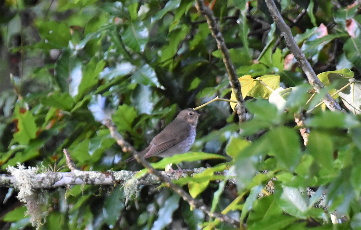 Swainson's Thrush - ML620721616