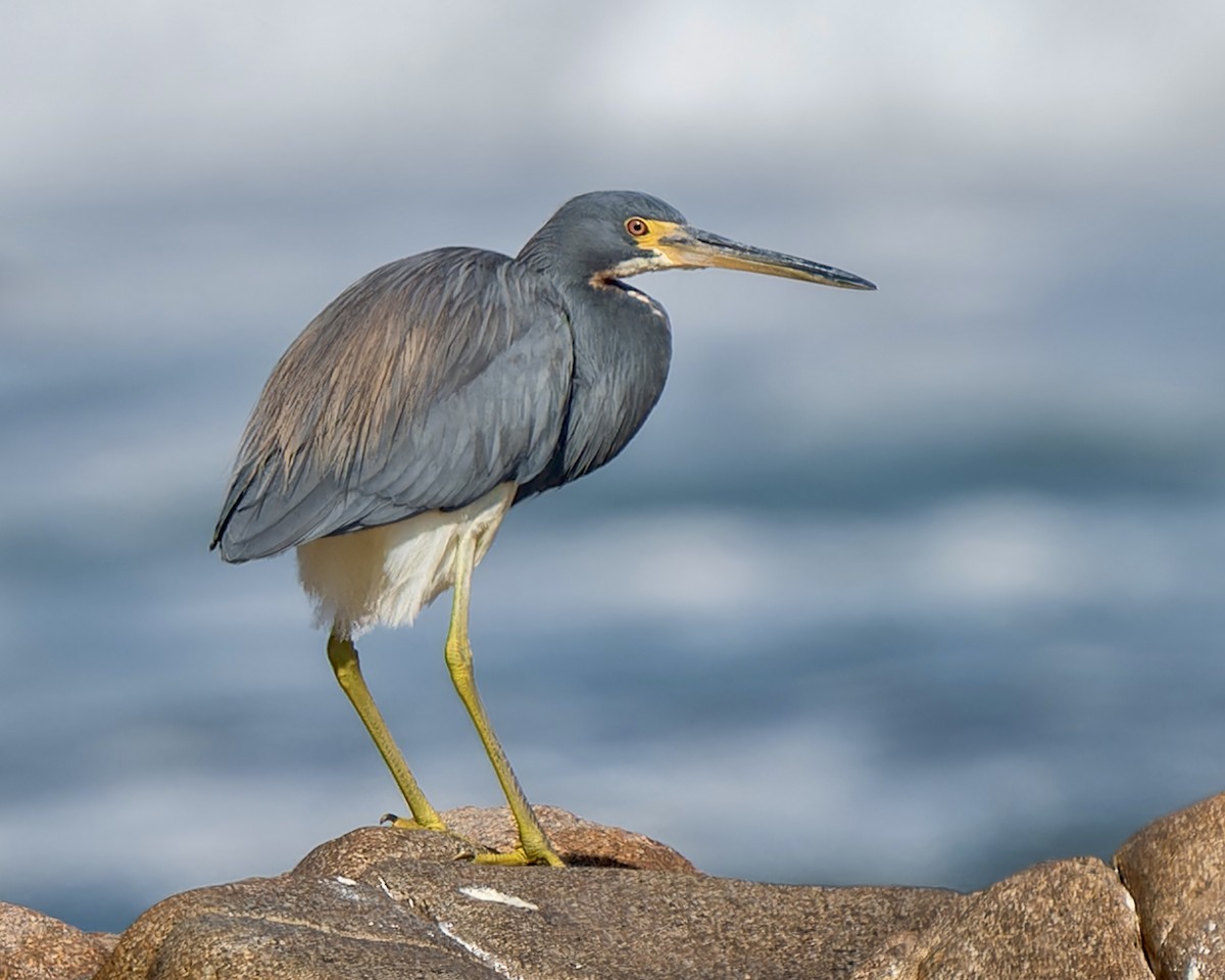 Tricolored Heron - ML620721620