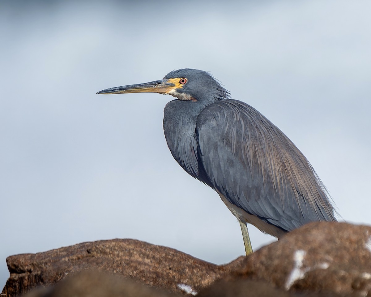 Tricolored Heron - ML620721621