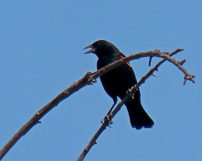 Red-winged Blackbird - ML620721627