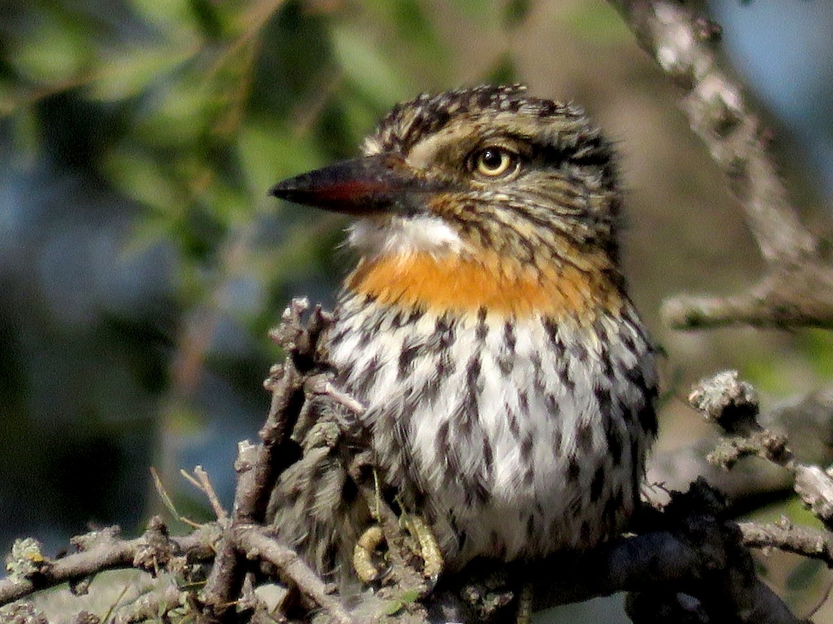 Spot-backed Puffbird - ML620721646