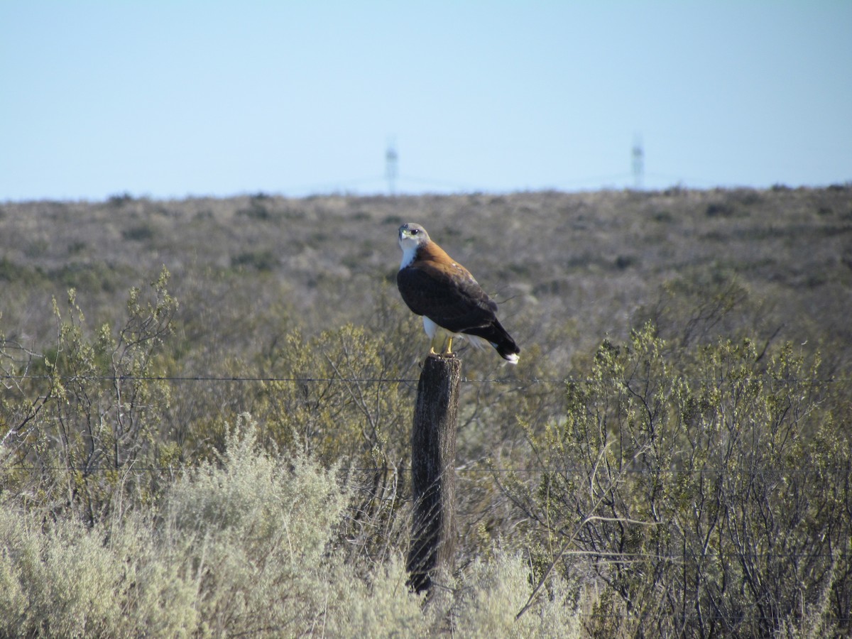 Variable Hawk - cynthia arenas