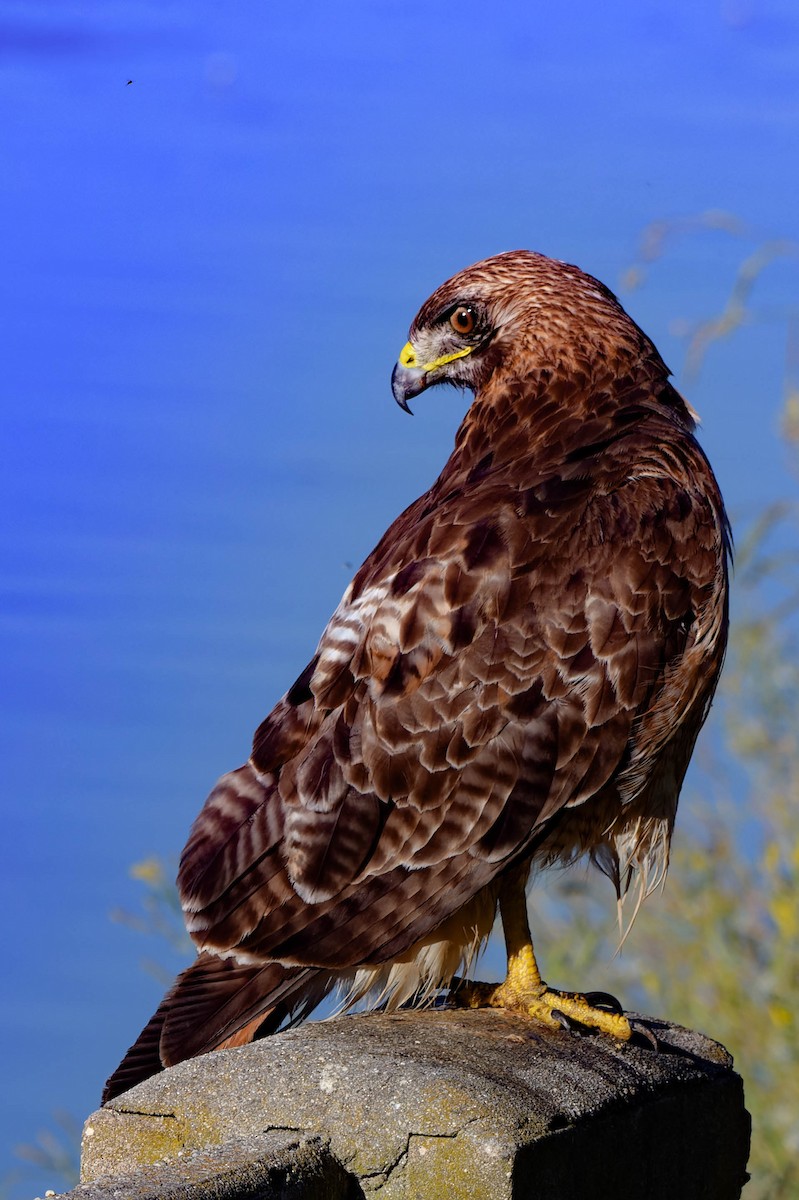 Red-tailed Hawk - ML620721657