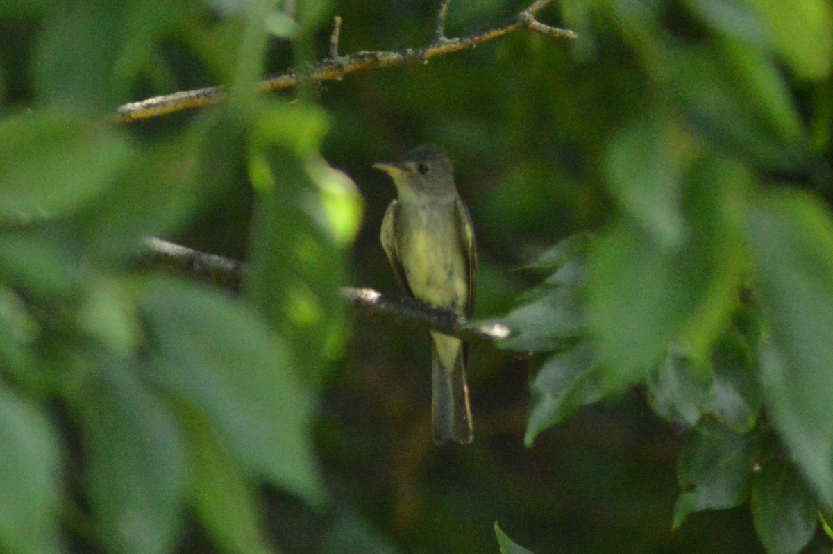 Eastern Wood-Pewee - ML620721660