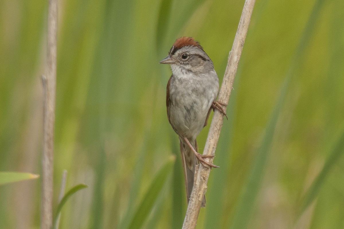 Swamp Sparrow - Peter Gadd