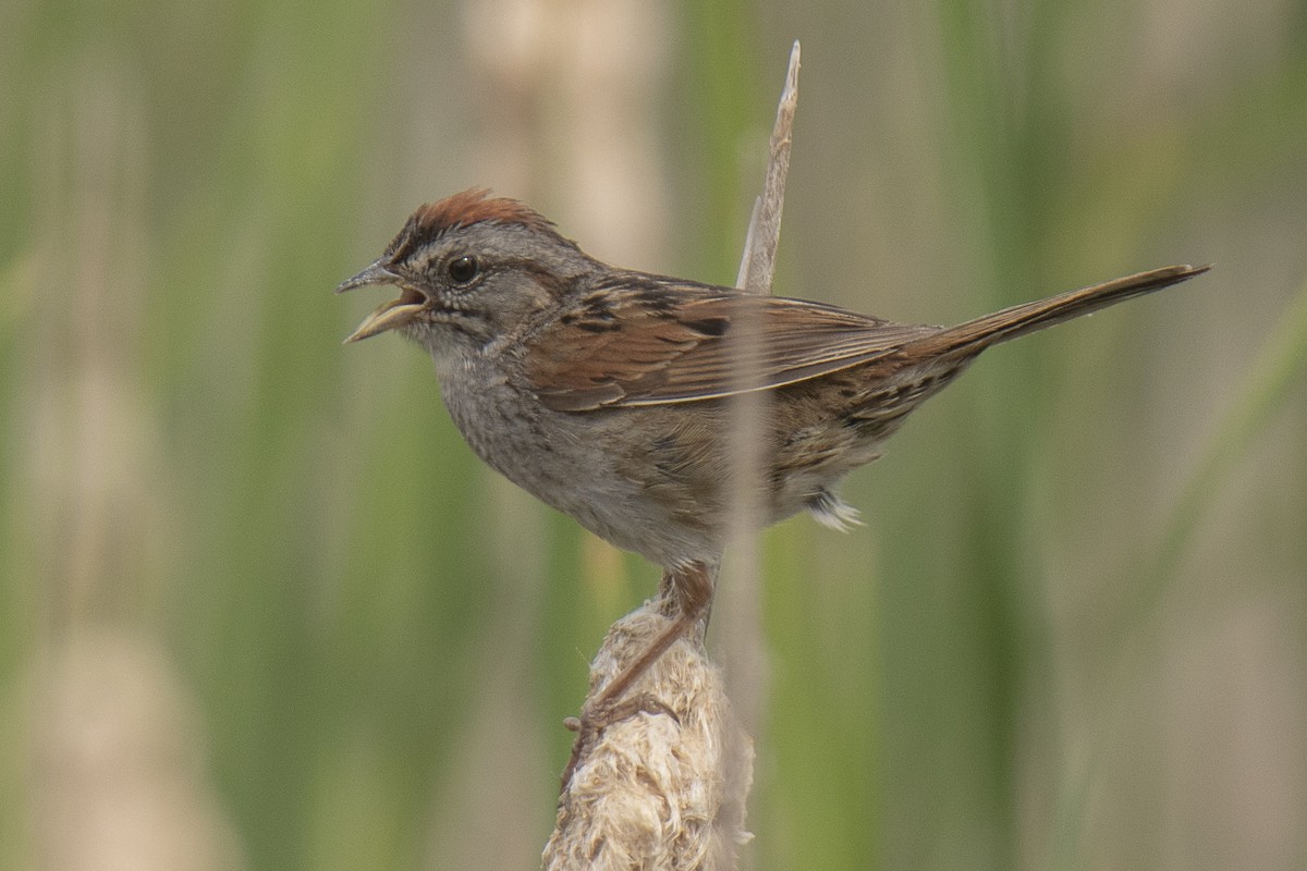 Swamp Sparrow - ML620721668