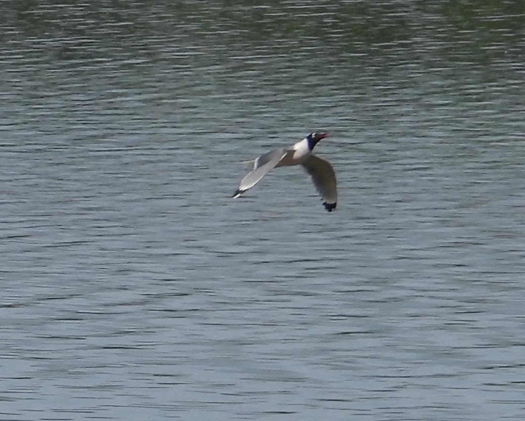 Franklin's Gull - ML620721670