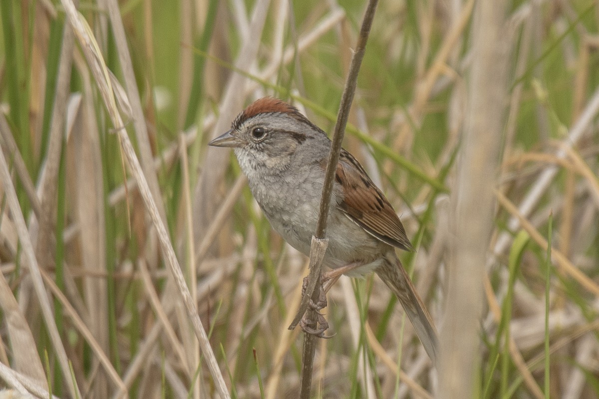 Swamp Sparrow - ML620721671