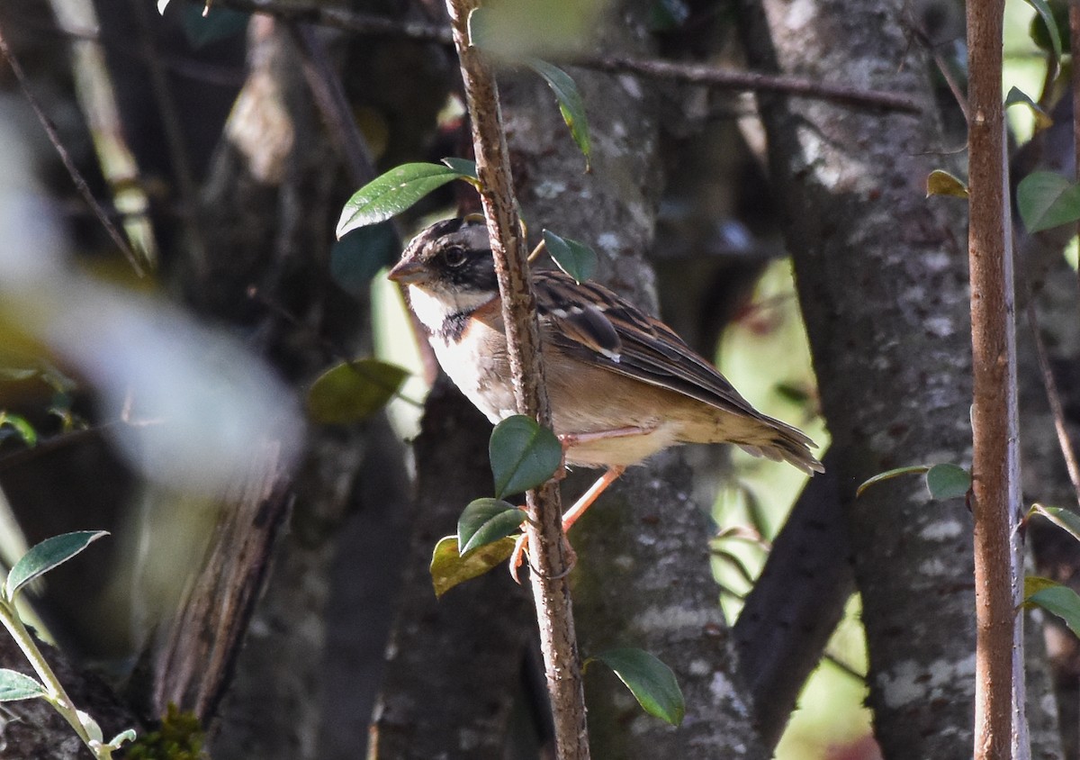 Rufous-collared Sparrow (Rufous-collared) - Mauricio López