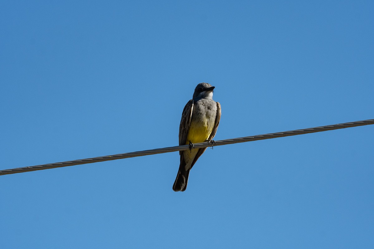 Cassin's Kingbird - ML620721675