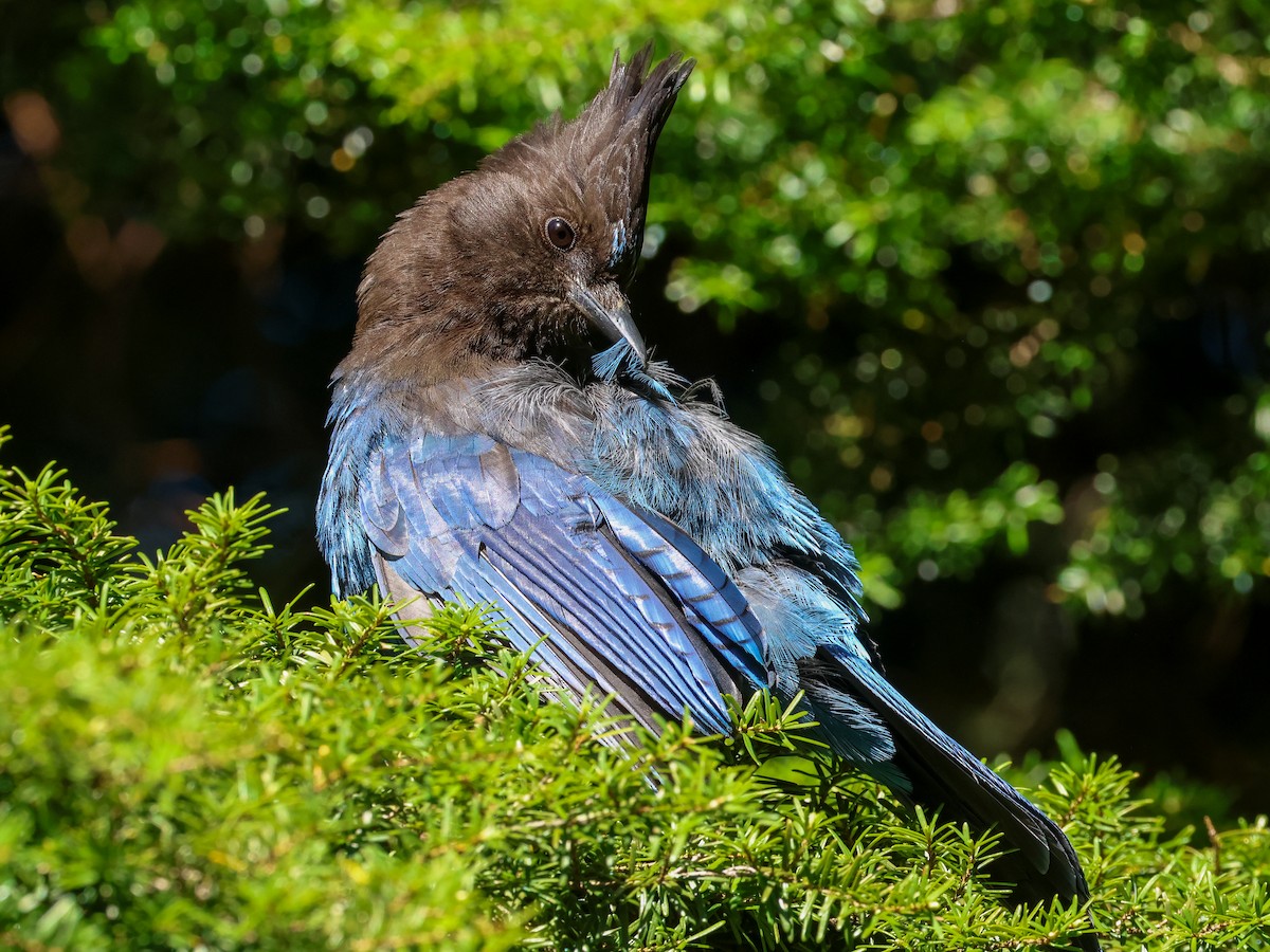 Steller's Jay (Coastal) - ML620721676