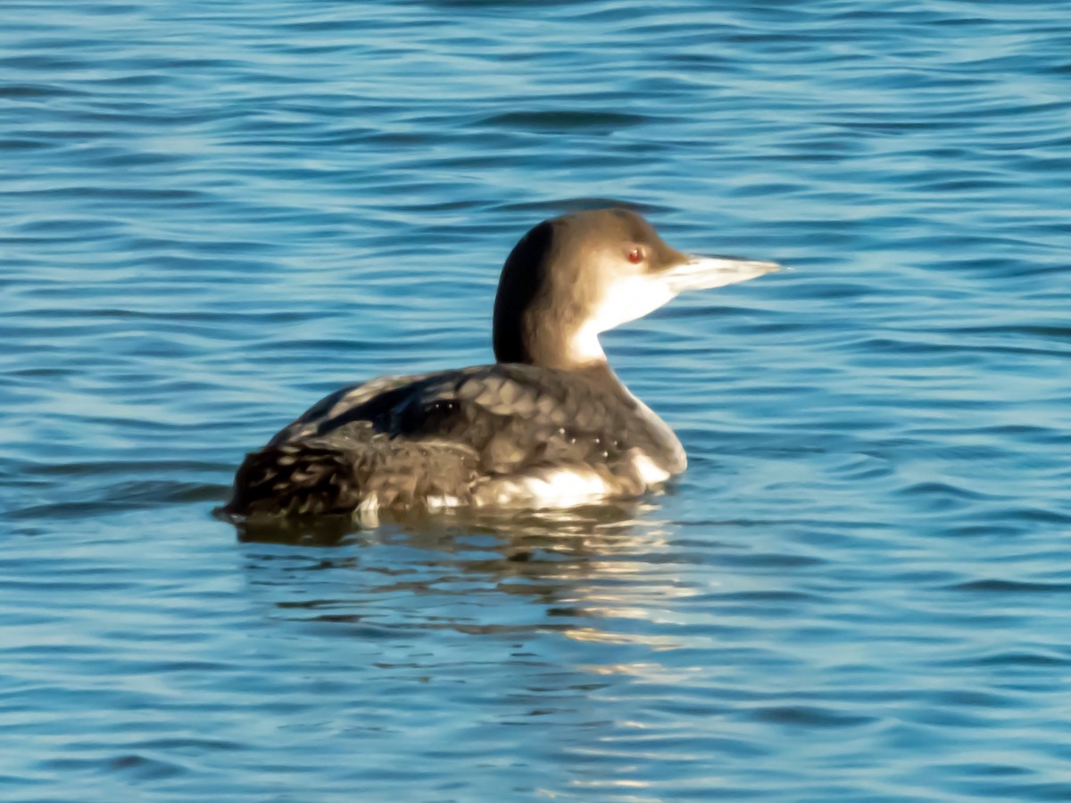 Common Loon - Esther M Key