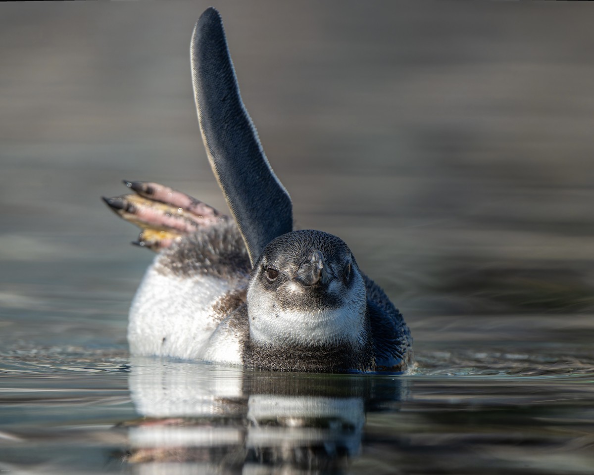 Pingüino Magallánico - ML620721684