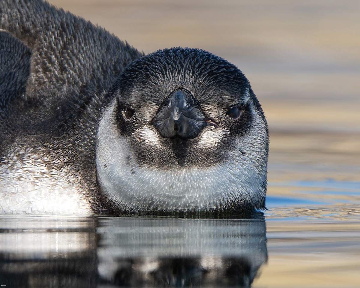 Magellanic Penguin - ML620721685