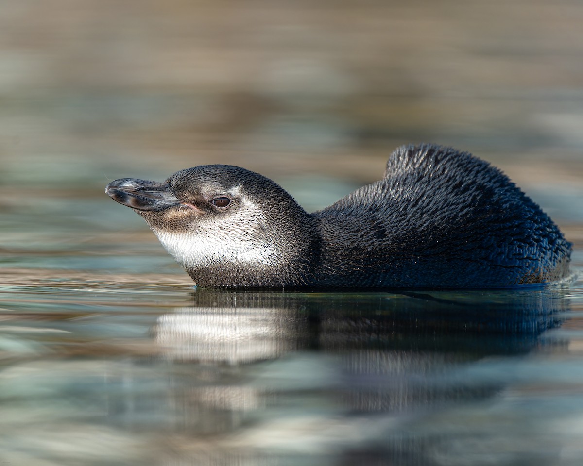 Magellanic Penguin - ML620721686