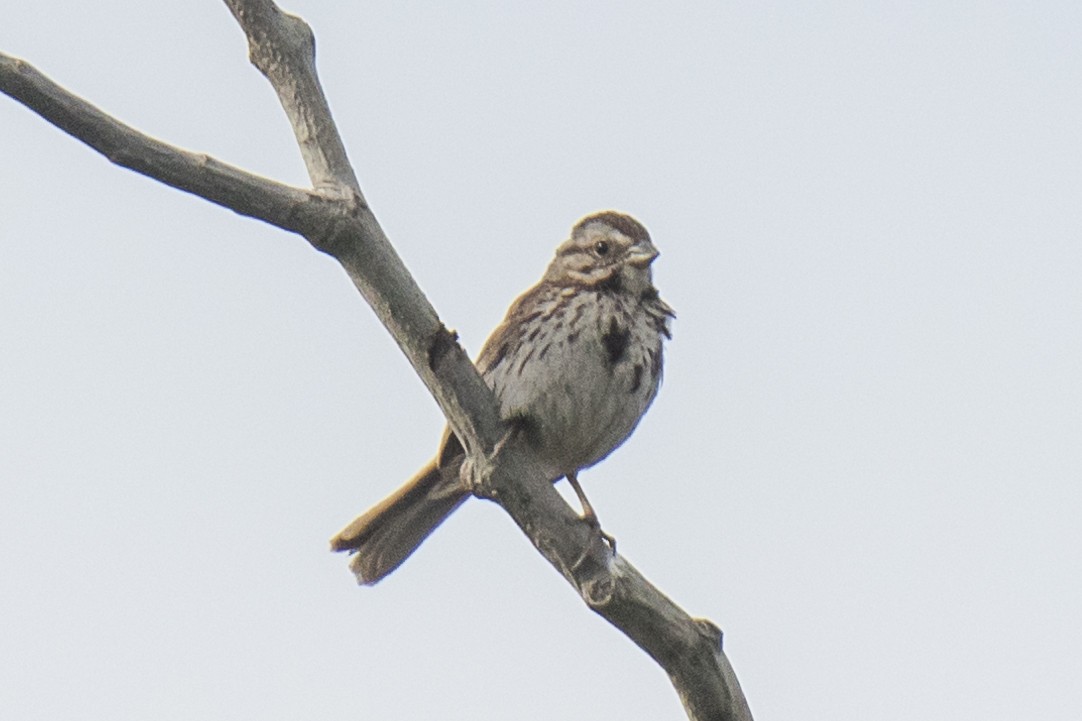 Song Sparrow - ML620721687