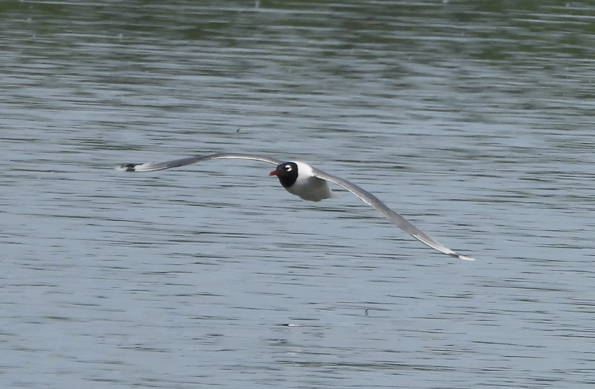 Franklin's Gull - ML620721688