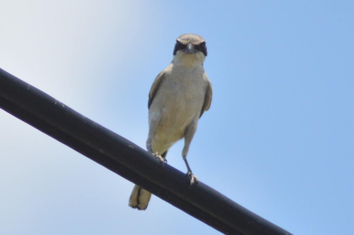 Loggerhead Shrike - ML620721691