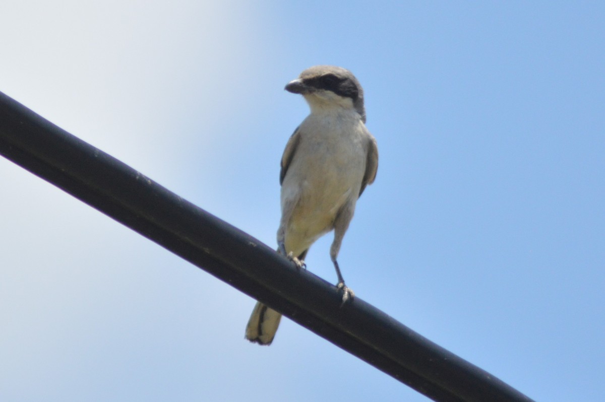 Loggerhead Shrike - ML620721692