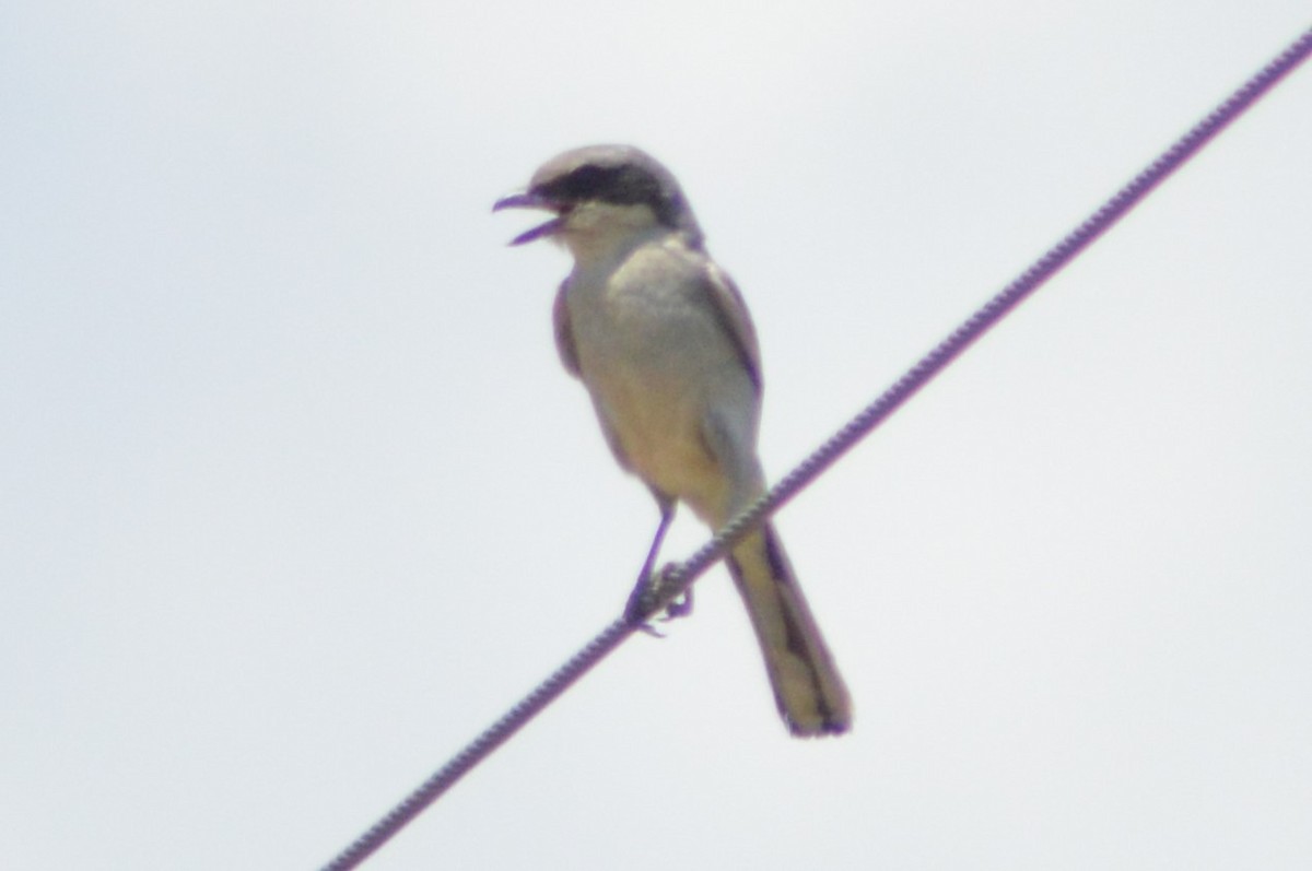 Loggerhead Shrike - ML620721693