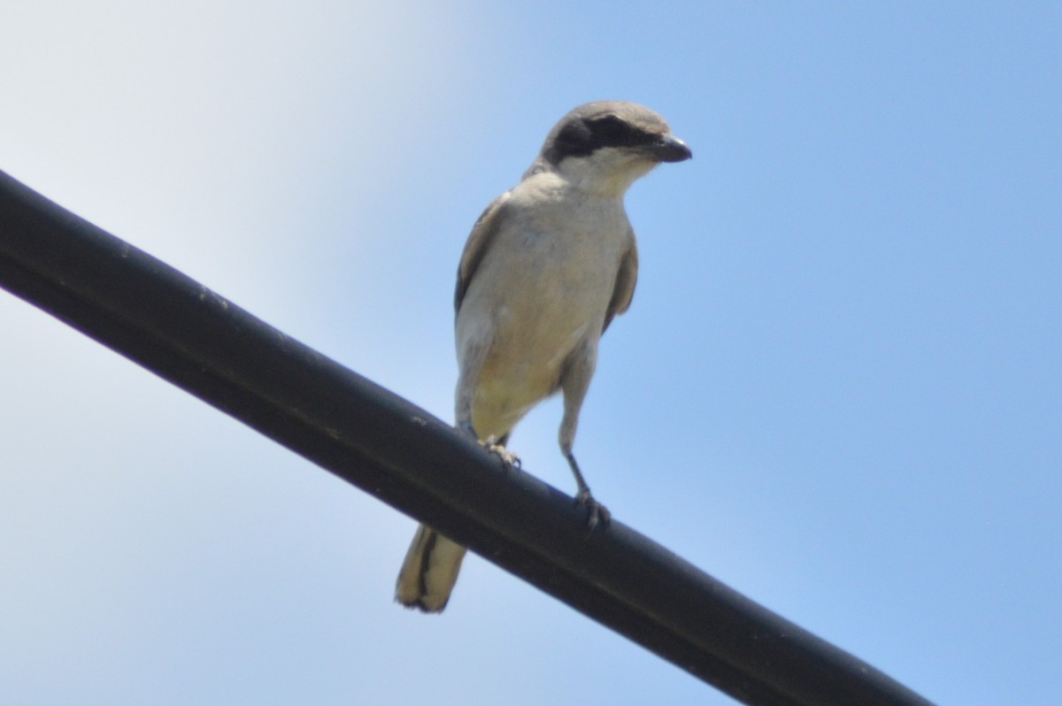 Loggerhead Shrike - ML620721694