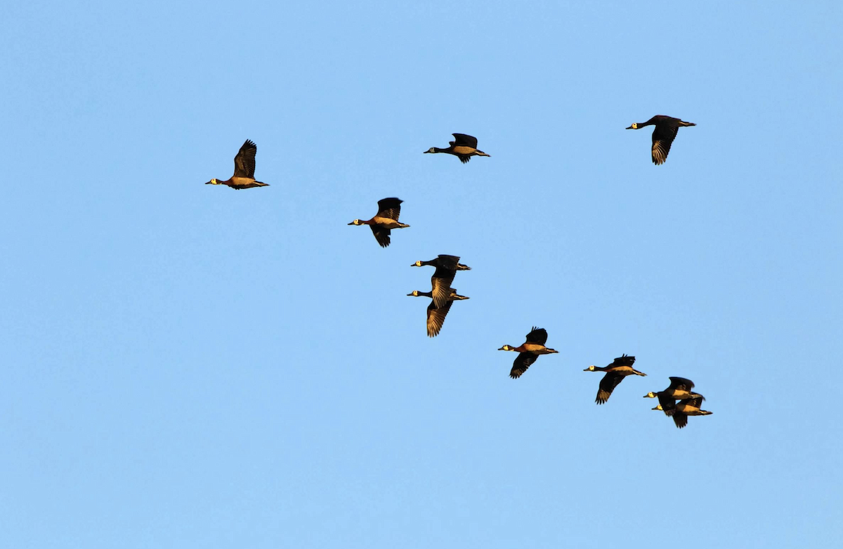 White-faced Whistling-Duck - ML620721698