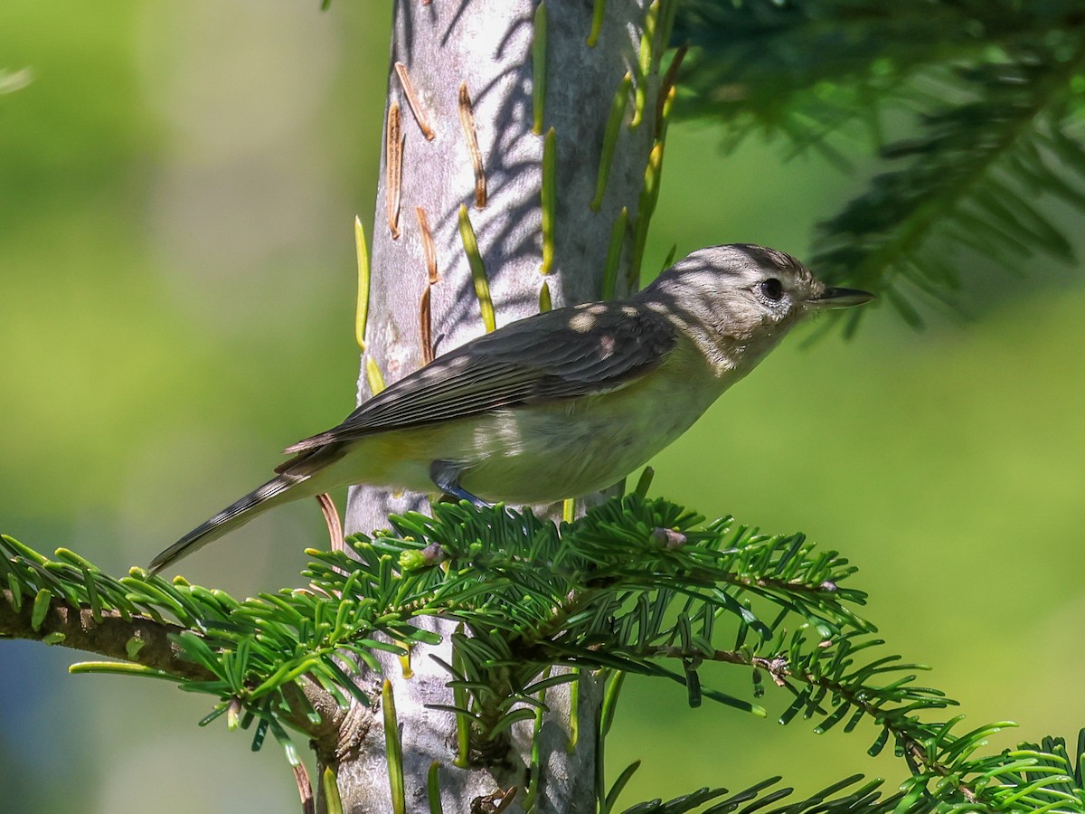 Warbling Vireo (Western) - ML620721699