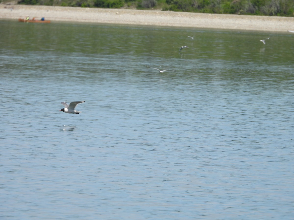 Franklin's Gull - ML620721700