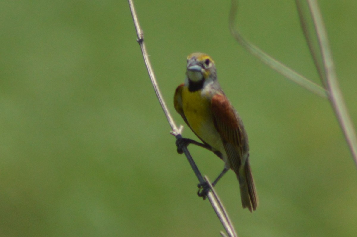 Dickcissel d'Amérique - ML620721701