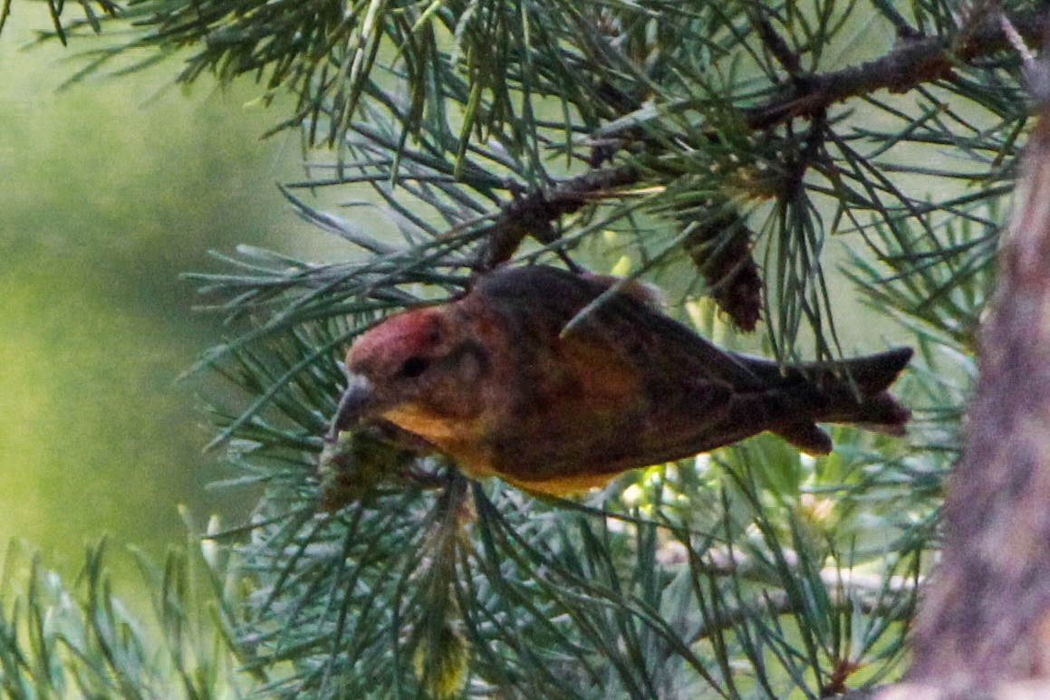 Red Crossbill - ML620721702