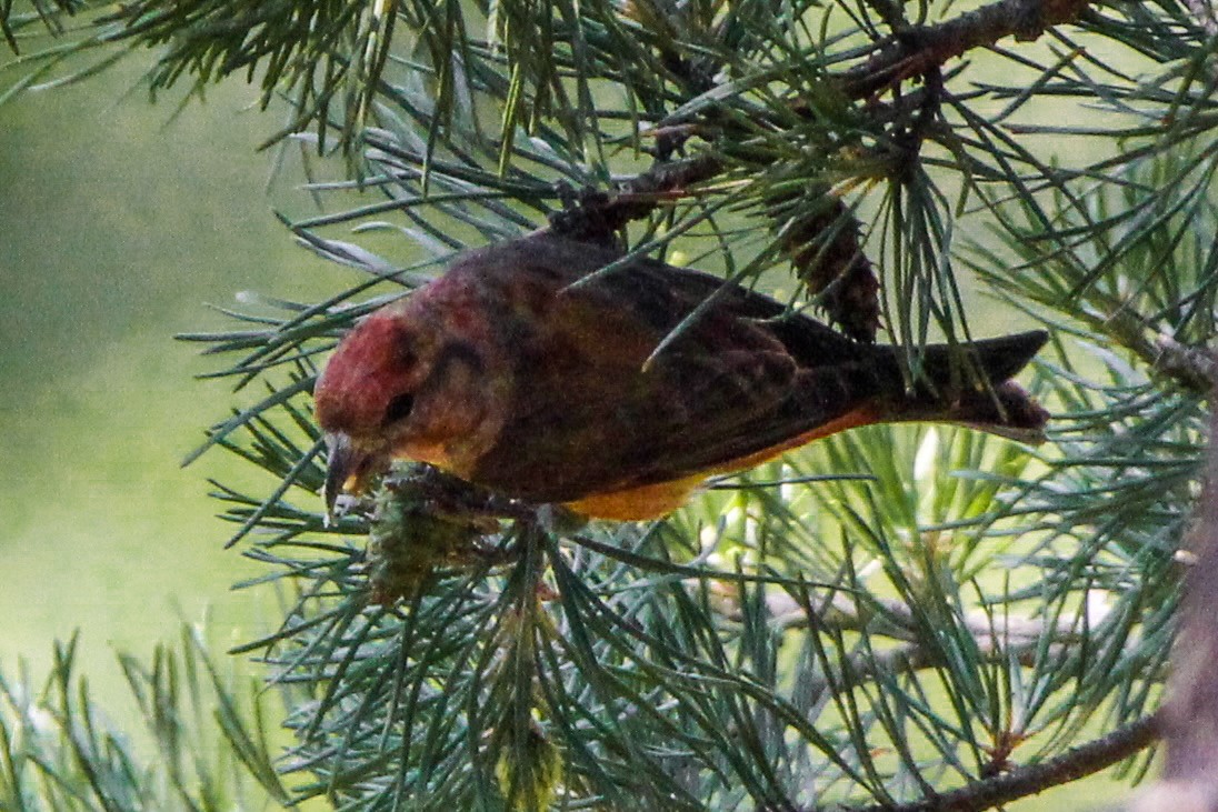 Red Crossbill - ML620721703