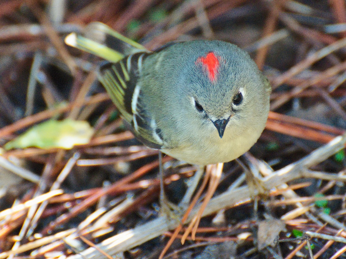 Roitelet à couronne rubis - ML620721706