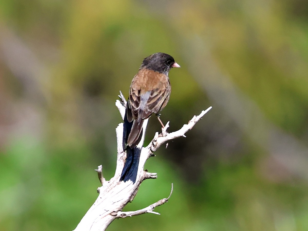 Junco ardoisé (groupe oreganus) - ML620721708