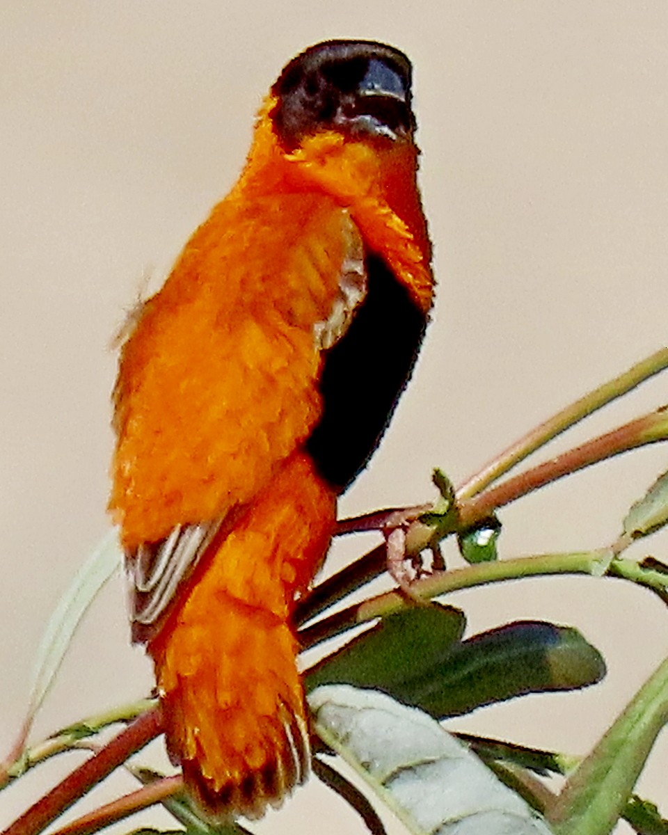 Northern Red Bishop - ML620721709