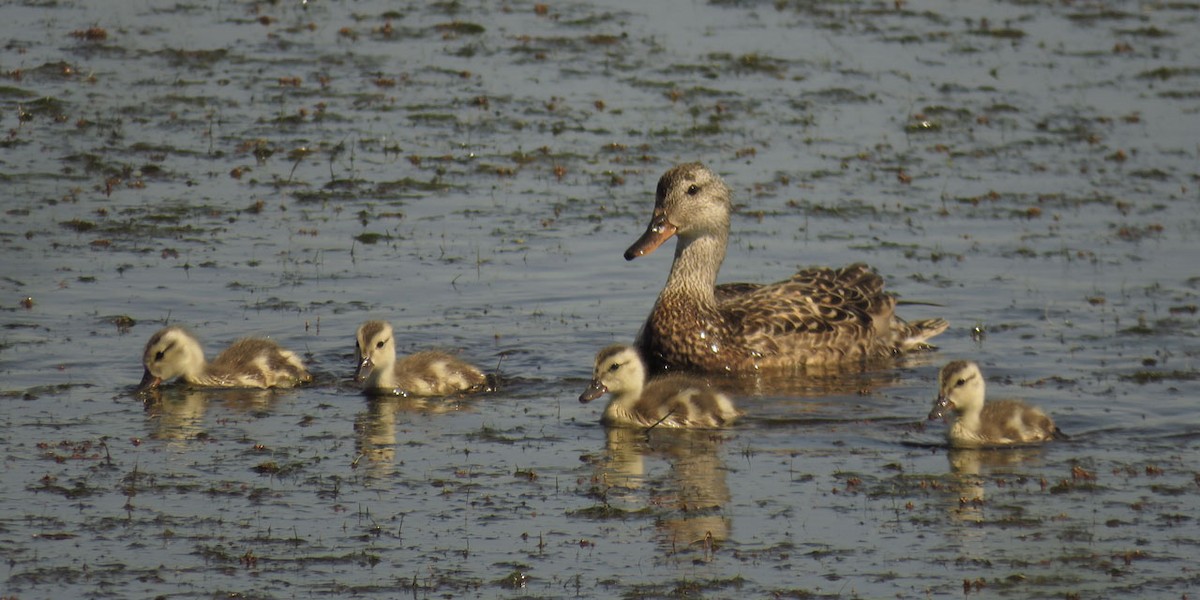 Gadwall - Thomas Schultz
