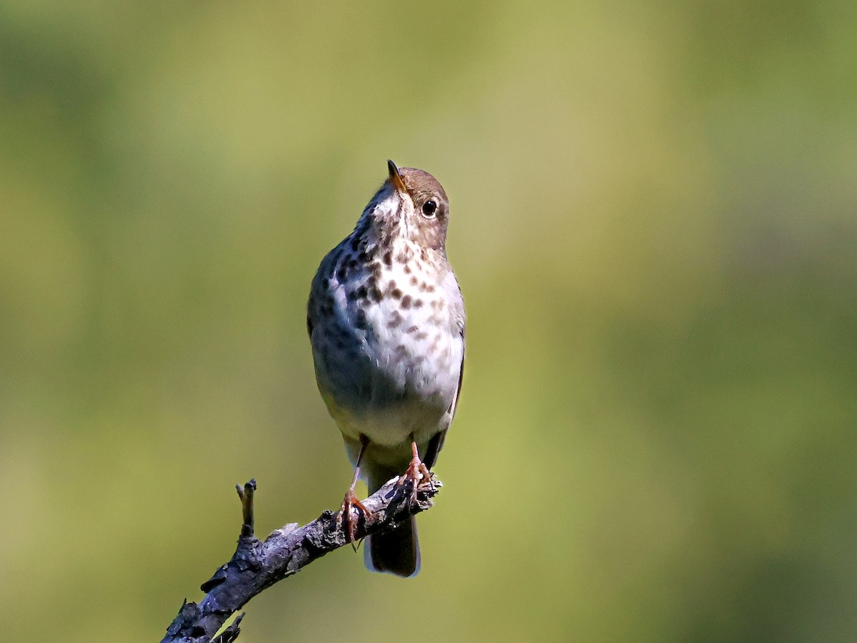 Hermit Thrush - ML620721710