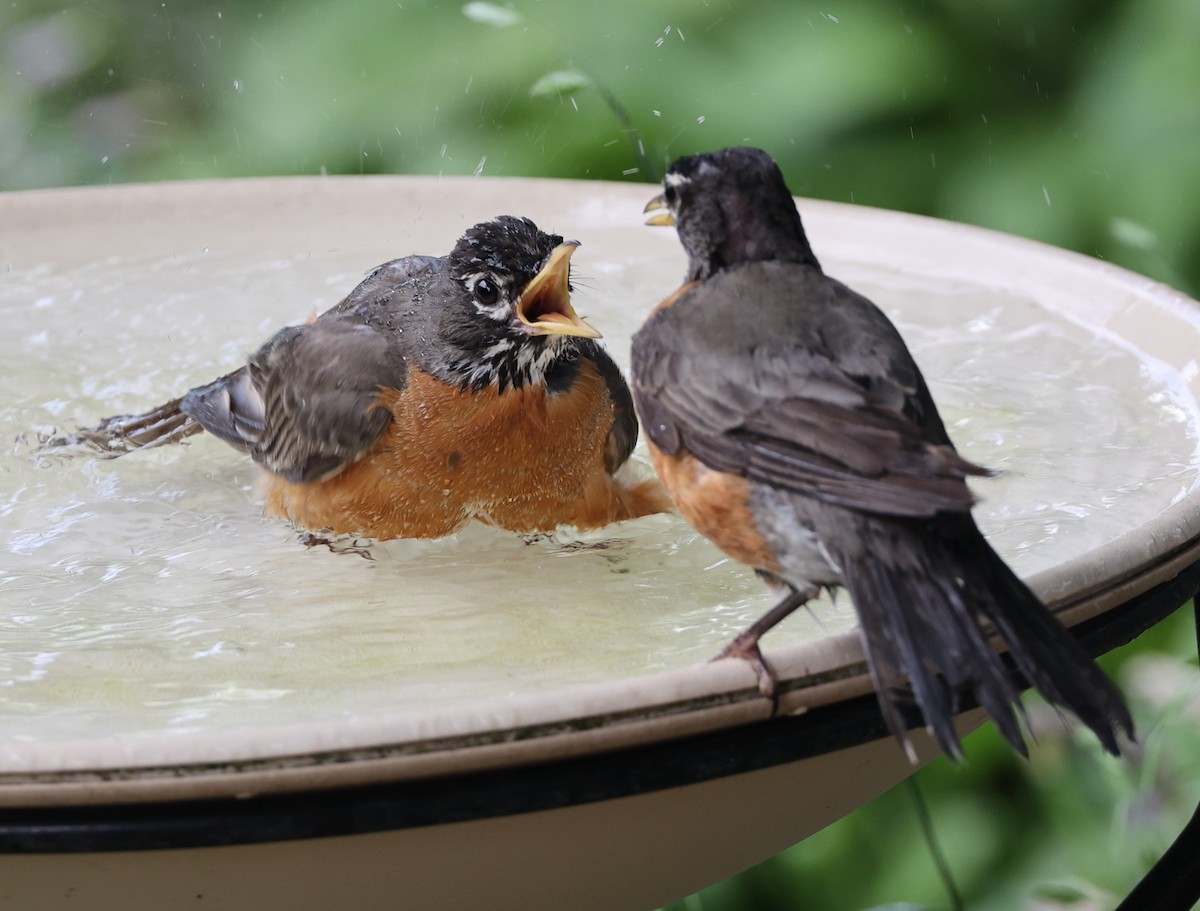 American Robin - ML620721711