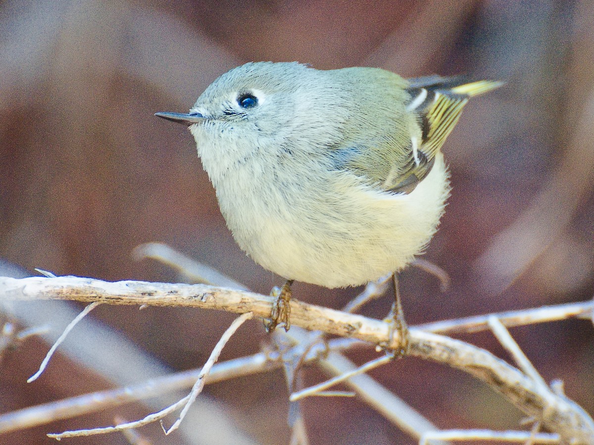 Ruby-crowned Kinglet - ML620721716