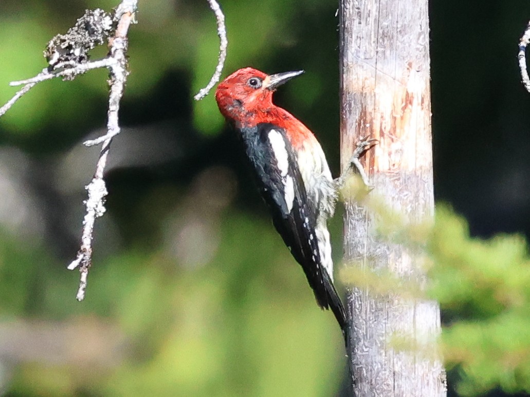 Red-breasted Sapsucker - ML620721718