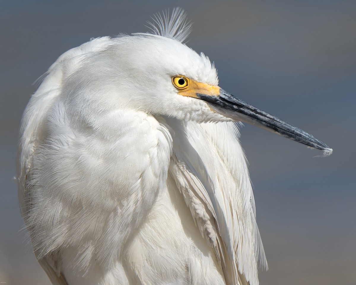 Snowy Egret - ML620721721