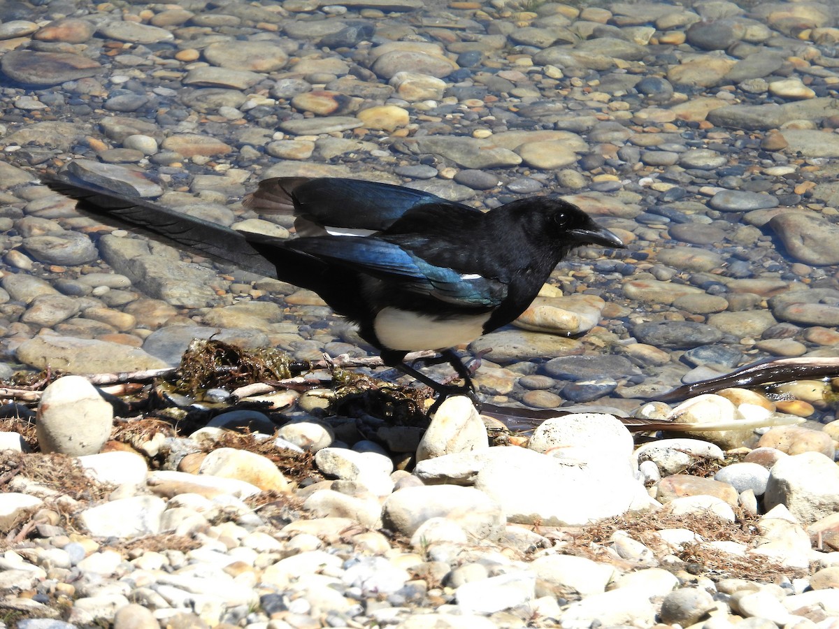 Black-billed Magpie - ML620721722