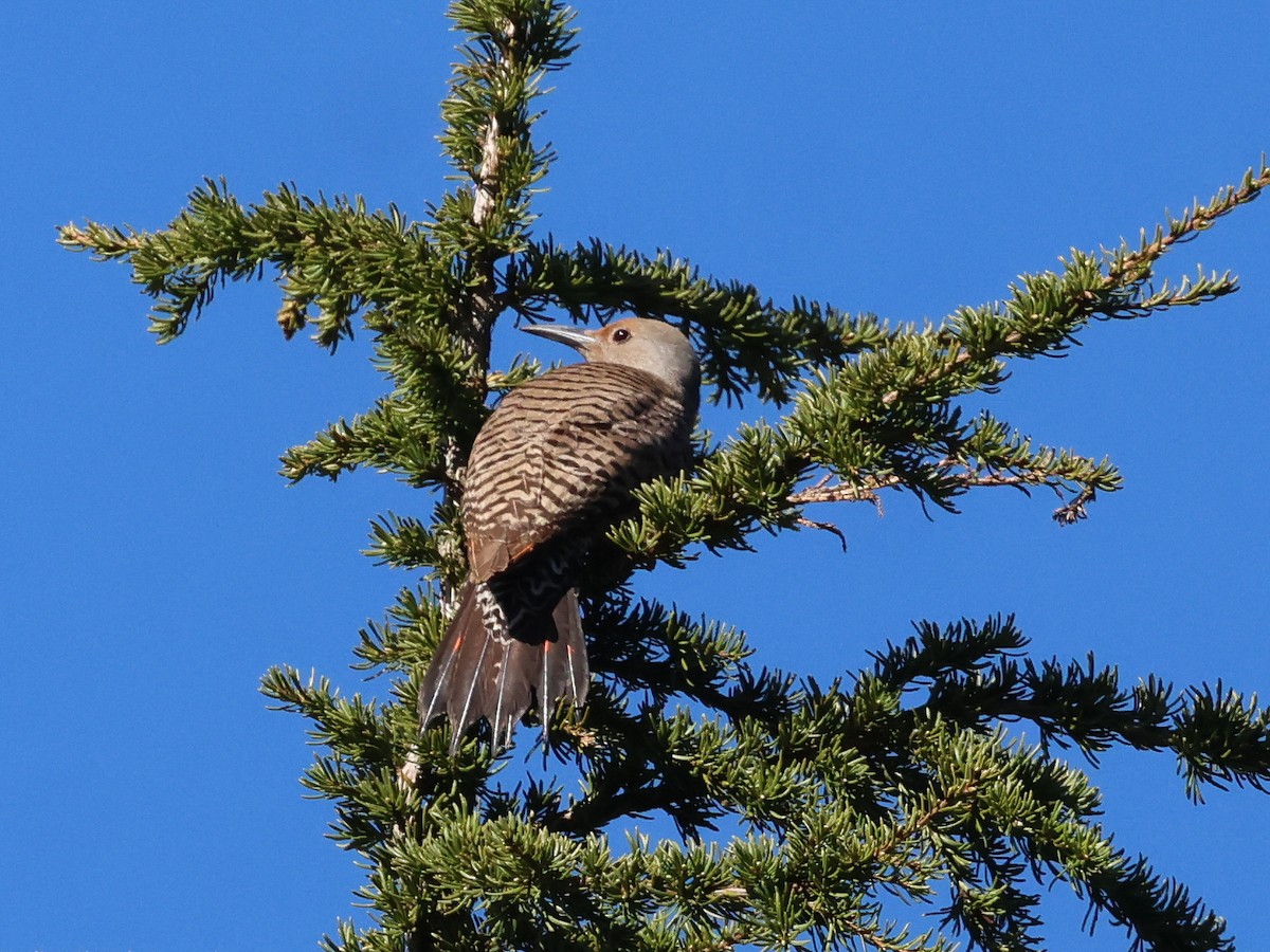 Northern Flicker (Red-shafted) - ML620721725