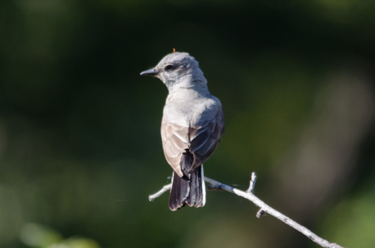 Western Kingbird - ML620721726