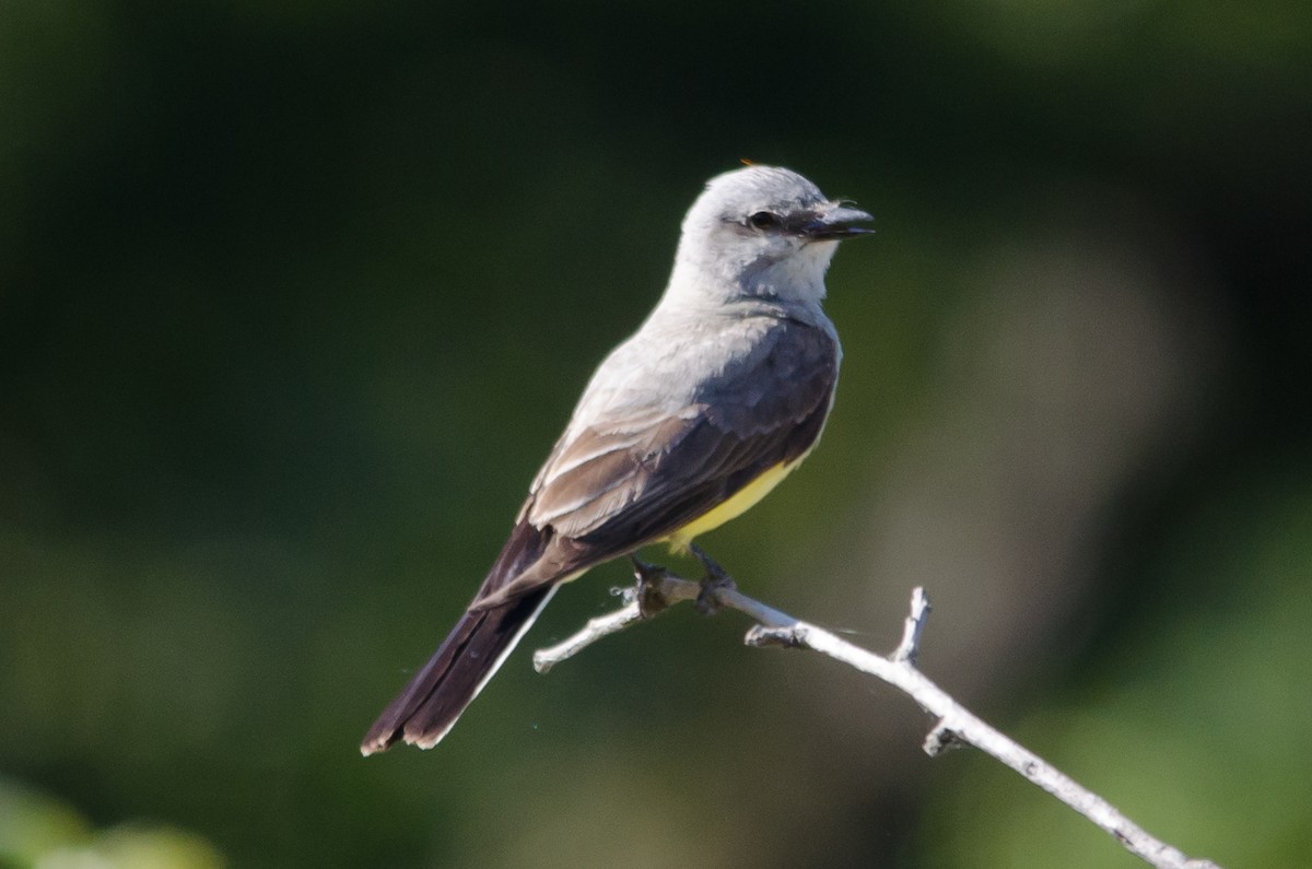 Western Kingbird - ML620721727