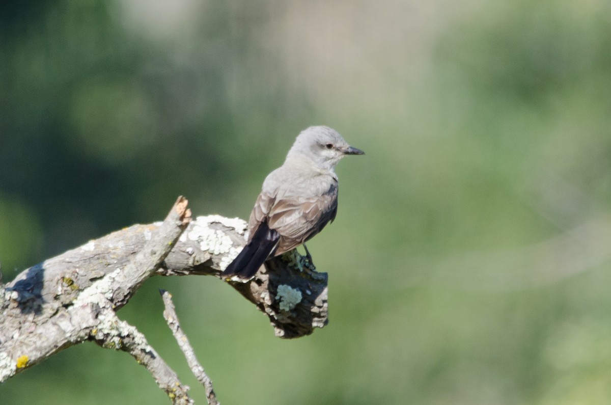 Western Kingbird - ML620721728